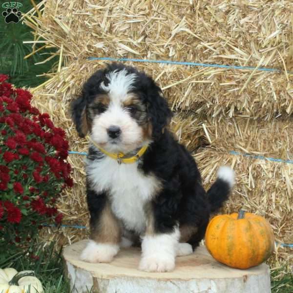 Gourd, Bernedoodle Puppy